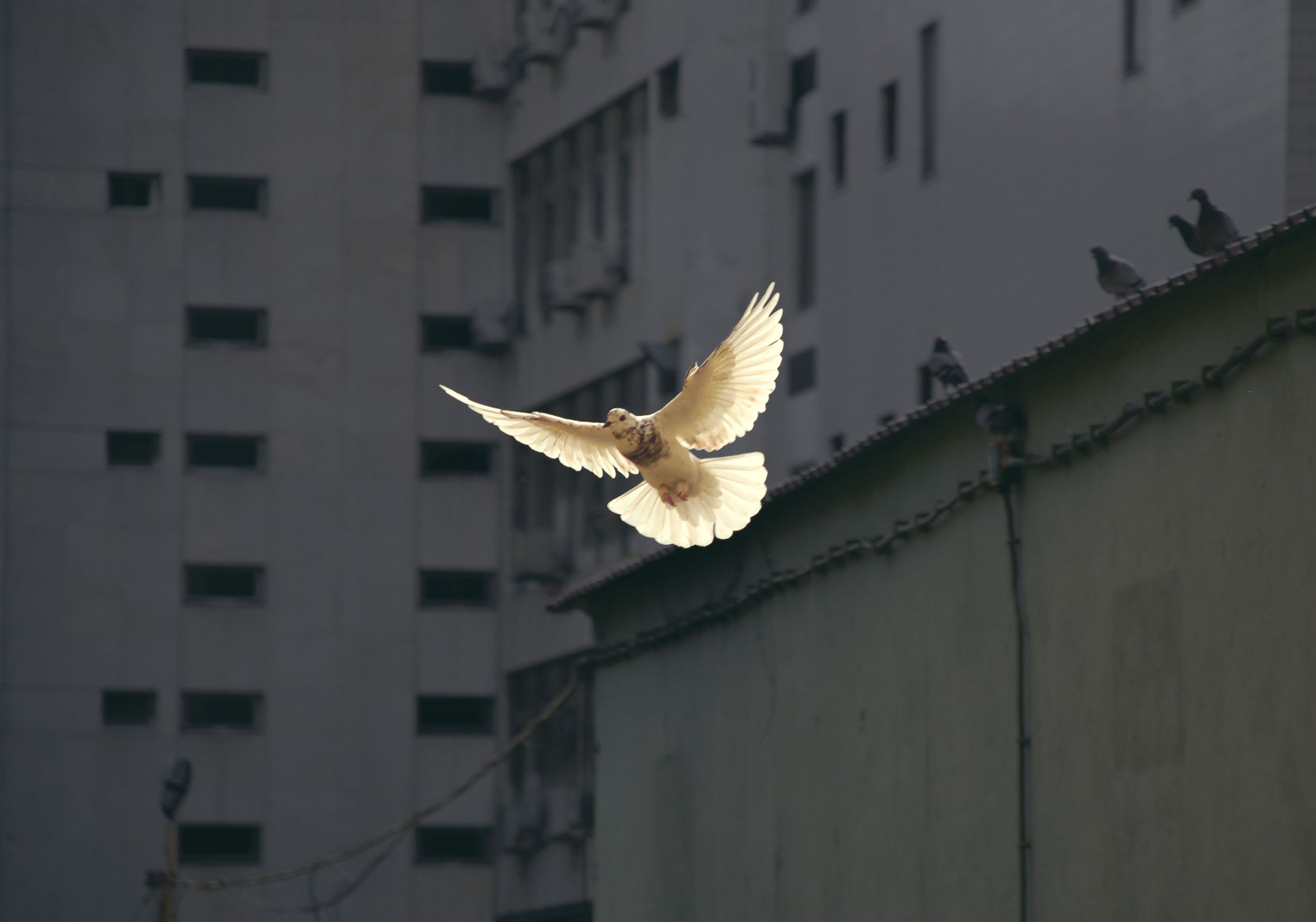 Dove