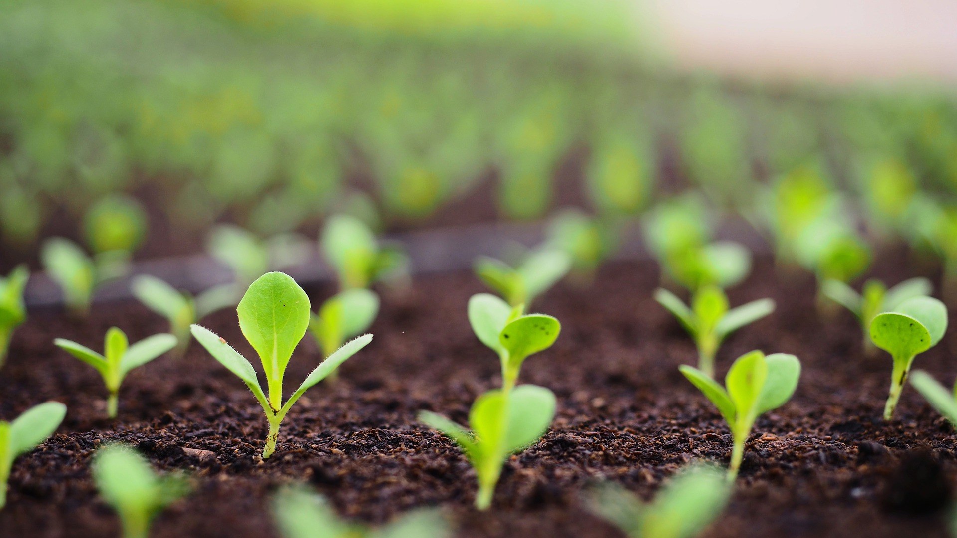 Sprouts g821187f50 1920