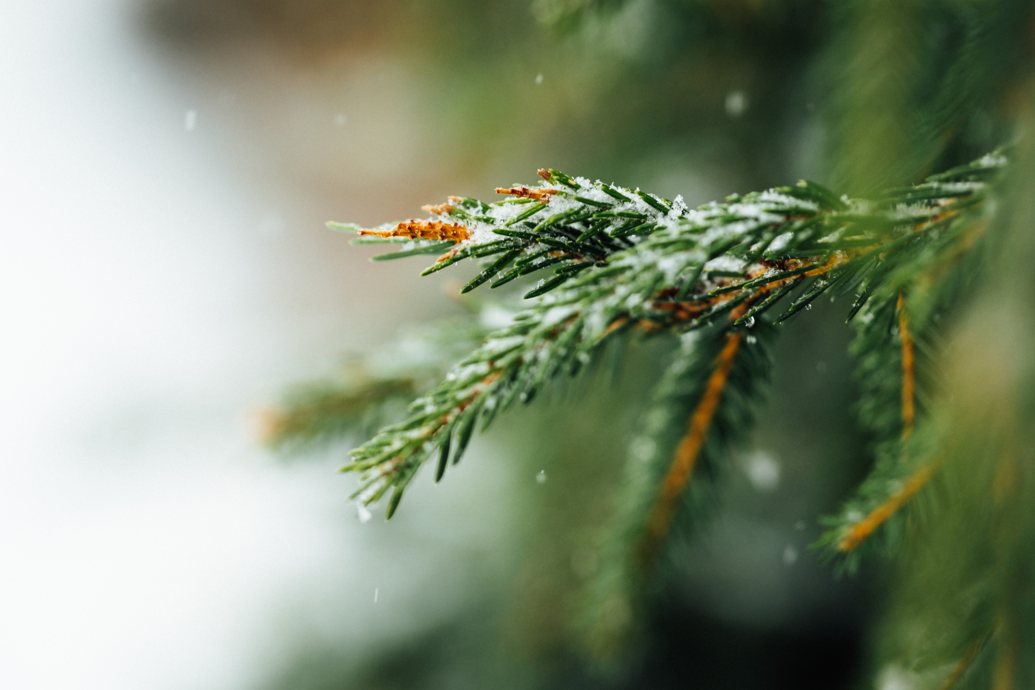 Christmas tree branch